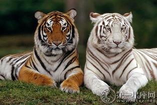 老虎八卦的说法